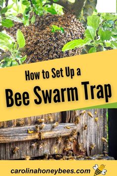 how to set up a bee swarm trap in the garden or yard with text overlay that reads, how to set up a bee swarm trap