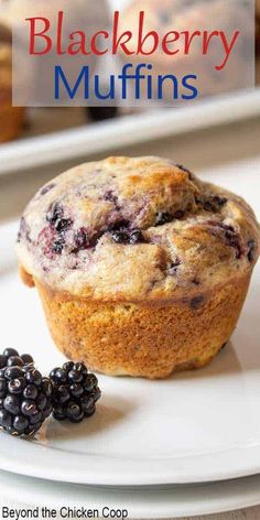 blueberry muffins on a white plate with blackberries next to the muffin