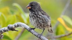 a small bird perched on top of a tree branch