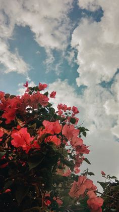 red flowers are blooming in front of the blue sky with white clouds above them