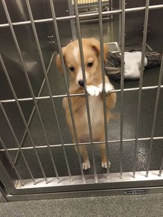 a dog in a cage with his paw on the door handle and paws hanging out