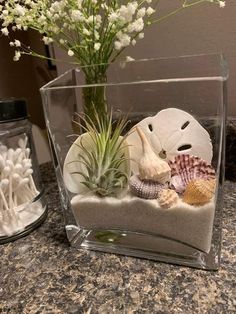 an air plant and shells in a glass container