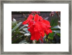 a red flower with green leaves in the background framed print by panoramic images