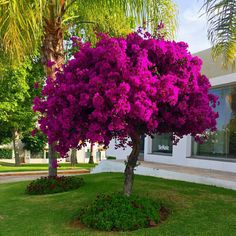 a tree with purple flowers in front of a white building and green grass on the ground