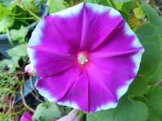 a purple and white flower with green leaves