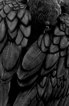 a black and white photo of a bird's feathers