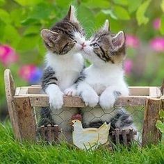 two kittens are sitting on a wooden chair in the grass and one is touching its face