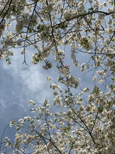 white flowers are blooming on the branches of trees in front of a blue sky