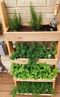 an outdoor herb garden with herbs growing in it