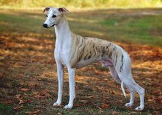 a white and brown dog standing on top of a grass covered field with trees in the background