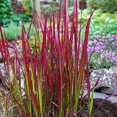 some very pretty red plants by some rocks