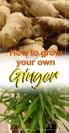 the words how to grow your own ginger are shown