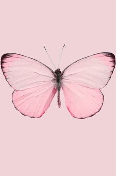 a pink butterfly with arabic writing on it's wings and the word love written in two languages