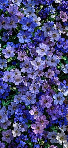 blue and purple flowers are growing together