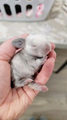 a person holding a small gray and white animal in their hand with the other hand