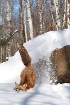 a red fox is running through the snow