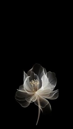 a large white flower on a black background