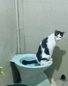 a black and white cat sitting on top of a toilet