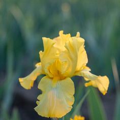 a close up of a yellow flower in the grass