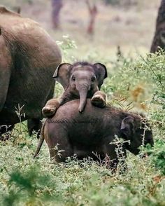 an adult elephant standing next to a baby elephant in the grass with other elephants behind it