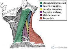 the muscles are labeled in different colors and directions for each part of the head, neck, and upper body