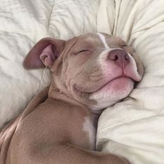 a dog sleeping on top of a bed with the caption, how u sleep when u single & no one is heating up