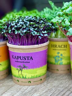 four potted plants sitting on top of a wooden table in front of each other