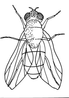 a black and white drawing of a fly with long legs, wings and antennaes