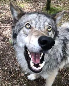 Silly Wolf Pictures, Wolf Looking Up, Silly Wolves, Silly Wolf, Big Wolf, Wolf Animal, Wild Animals Pictures