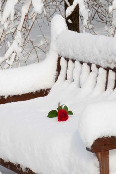 a wooden bench covered in snow with a rose on it's back end, sitting next to a tree