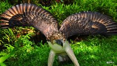 a large bird with it's wings open in the grass