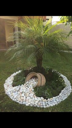 a small palm tree sitting in the middle of a garden with rocks and stones around it