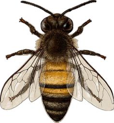 a close up of a bee on a white background