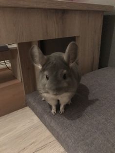 a small gray and white animal sitting on top of a bed next to a wooden table