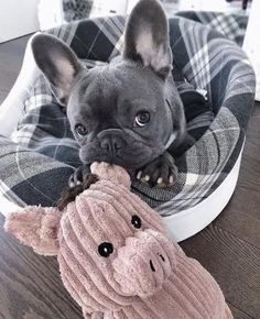 a small dog laying on top of a pet bed next to a stuffed animal toy