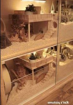 an indoor pet store filled with lots of different types of animals and plants in glass cases