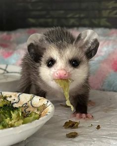 a ferret eating broccoli in front of a plate with food on it