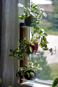 three potted plants are sitting on a window sill