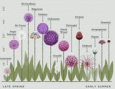 the different types of flowers are shown in this diagram