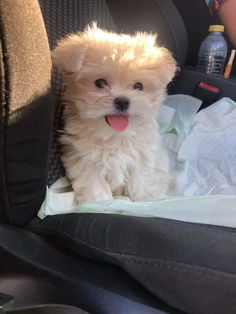 a small white dog sitting in the back seat of a car