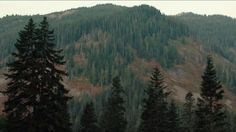 some very tall trees in front of a mountain