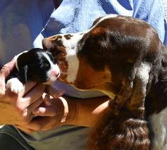 a person holding a dog in their lap with his face close to the puppy's head