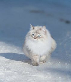 a fluffy white cat with blue eyes walking in the snow