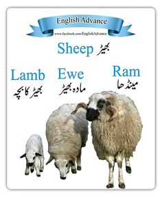 three sheep standing next to each other in front of a white sign that says sheep lamb ewe