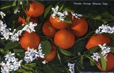 there are many oranges and blue flowers on this postcard that is in color