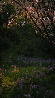 the sun is shining through the trees and flowers