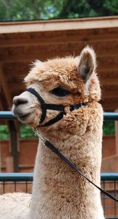 an alpaca wearing a bridle and harness