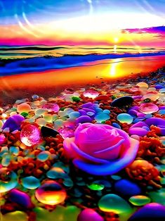 an image of a beautiful sunset on the beach with flowers and rocks in the foreground