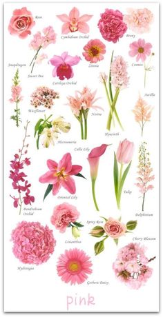 pink flowers and their names are shown in this poster, with the words pink on it