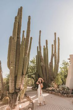 a woman wearing a hat standing in front of large cactus trees and cacti